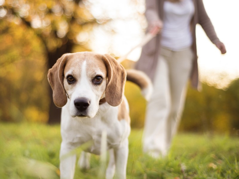 A woman out walking her senior beagle