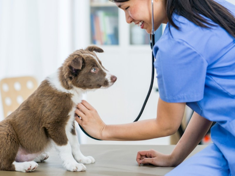 A friendly female vet in blue scrubs hold a stethoscope up to a border collie puppy