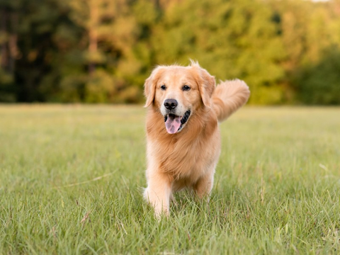 An adult golden retriever running through grass