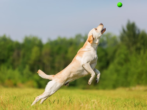 A yellow lab jumping in the air to catch a ball