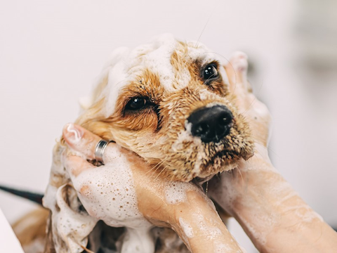 A golden Cocker Spaniel puppy getting bathed in a tub