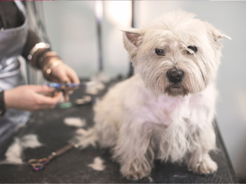 A Westie looks unhappy about getting groomed