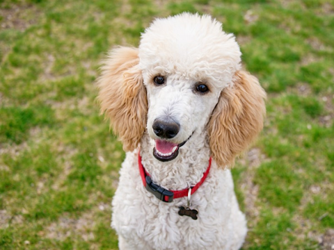A light colored standard poodle sitting in grass looking to the camera