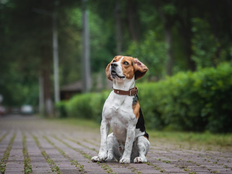 A male beagle sitting in a sidewalk