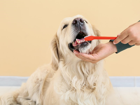 A golden Retriever getting its teeth brushed with a red toothbrush