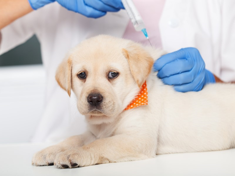 A yellow lab puppy getting vaccinated at a vet’s office