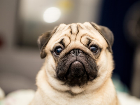 Closeup of a fawn pug