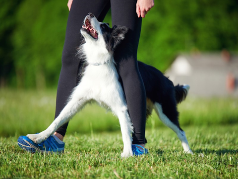 A woman and her black and white border collie working on obedience training in the grass