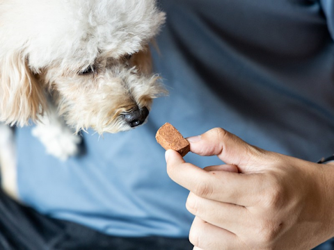 A man feeding his small white dog a heartworm preventative