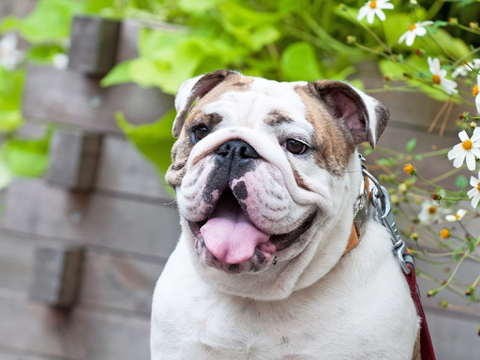 Closeup of an adult English bulldog