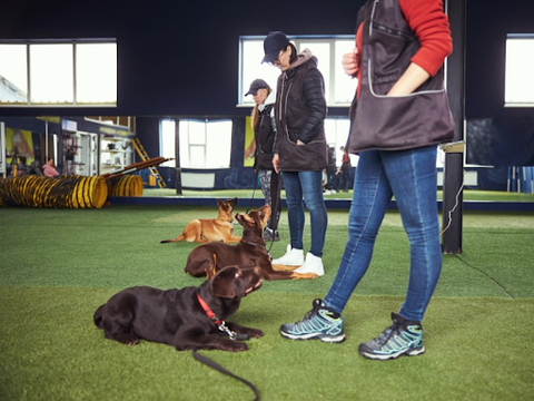 Three women and their young dogs in a group training class working on down stay