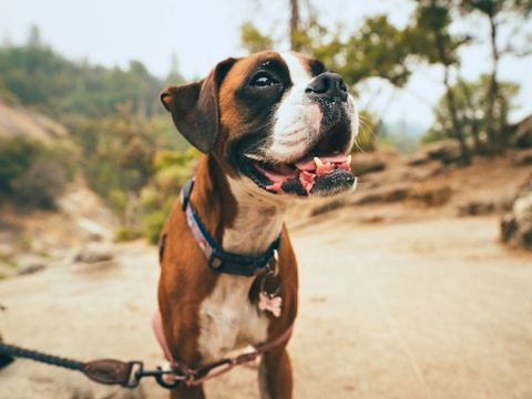 A happy boxer hiking on a trail