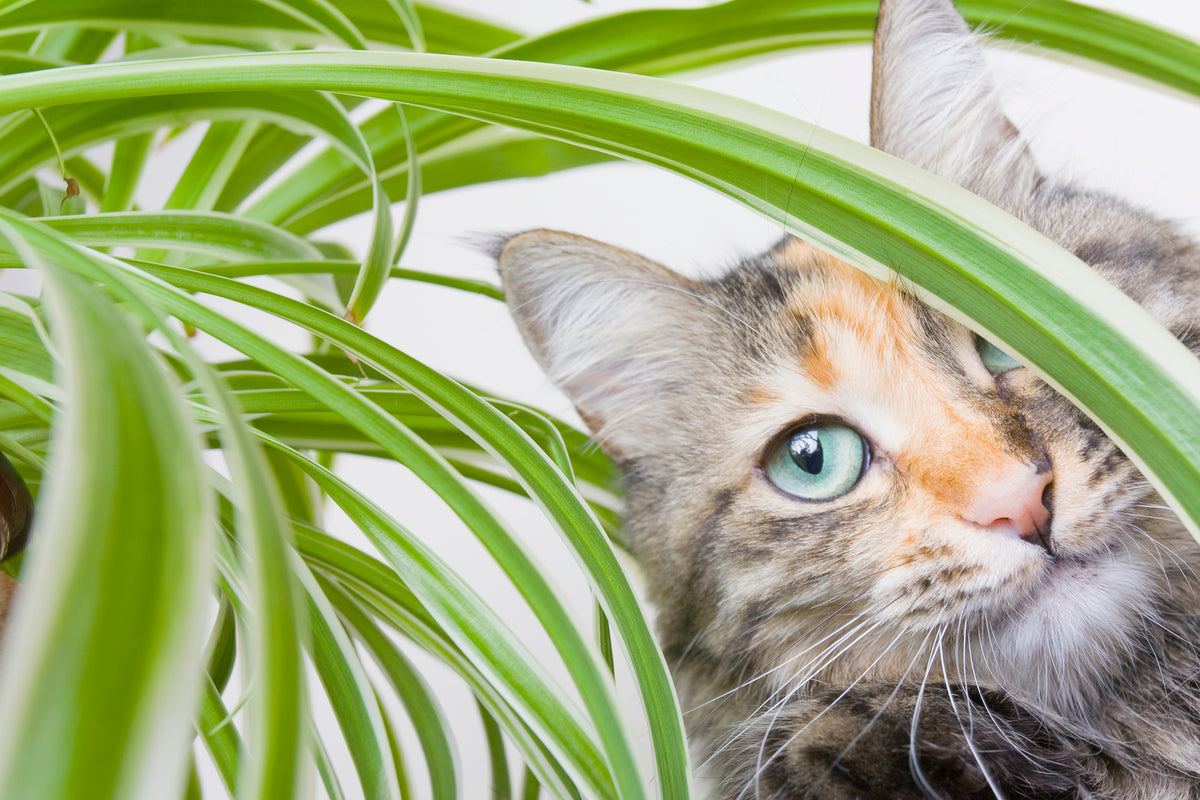 Modern Is Foliage Poisonous To Cats for Small Space