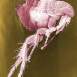 Guide to fleas