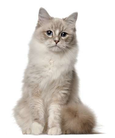 11612394 - ragdoll cat, 1 year old, sitting in front of white background