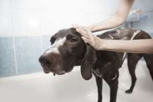 A woman washes dog's ears