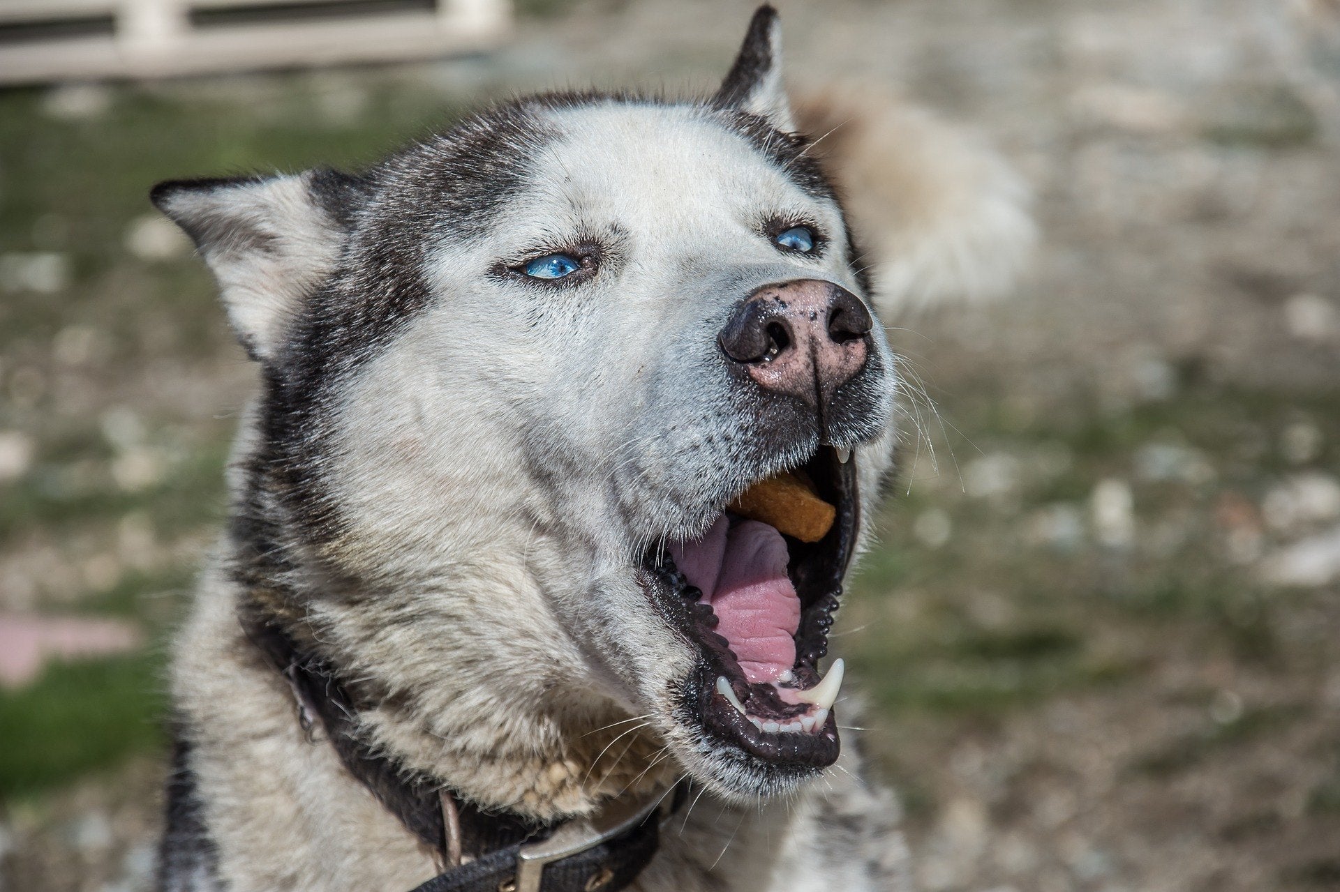 Stinky Dog Breath