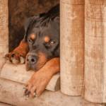 dog house repair month