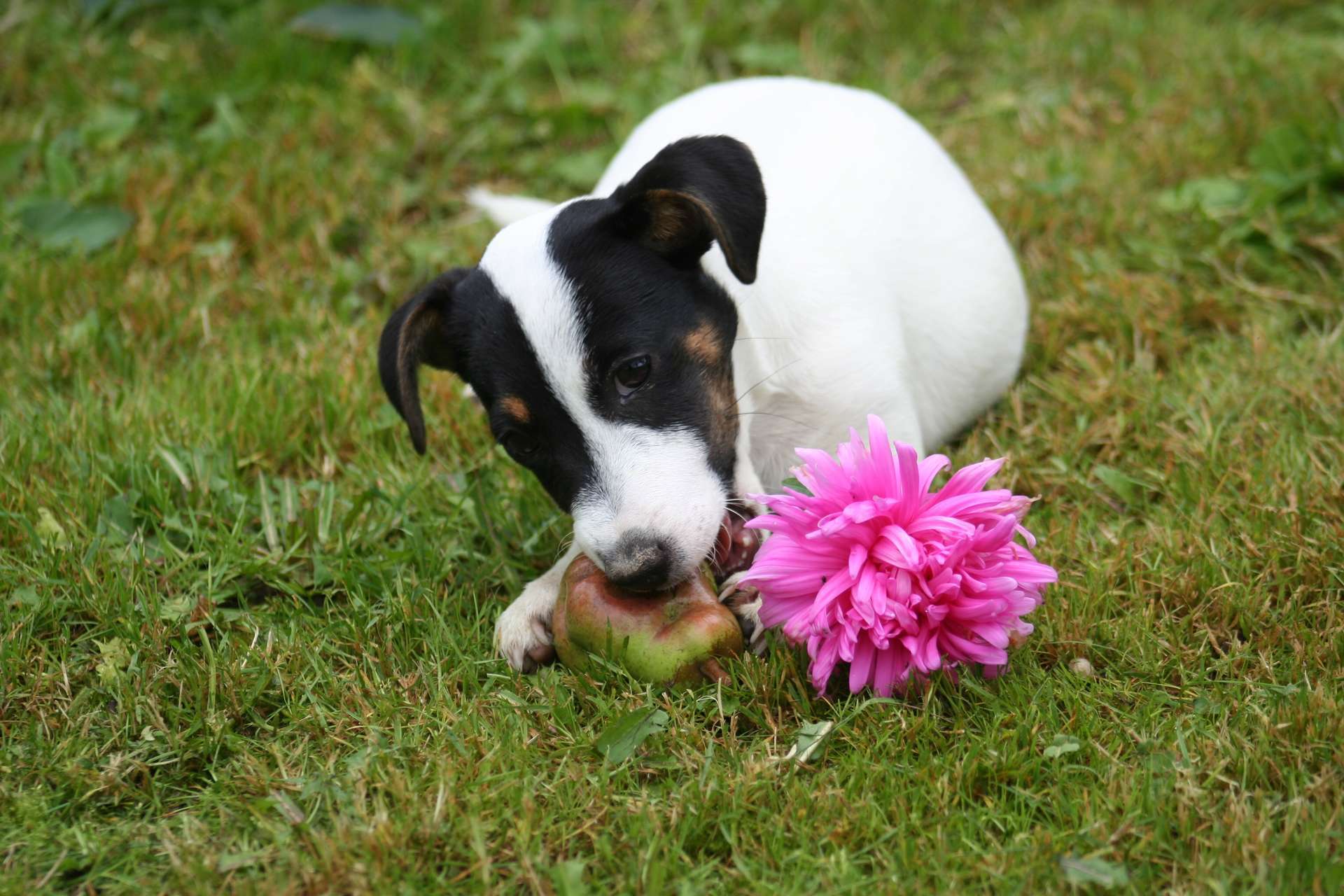 dog and a flower