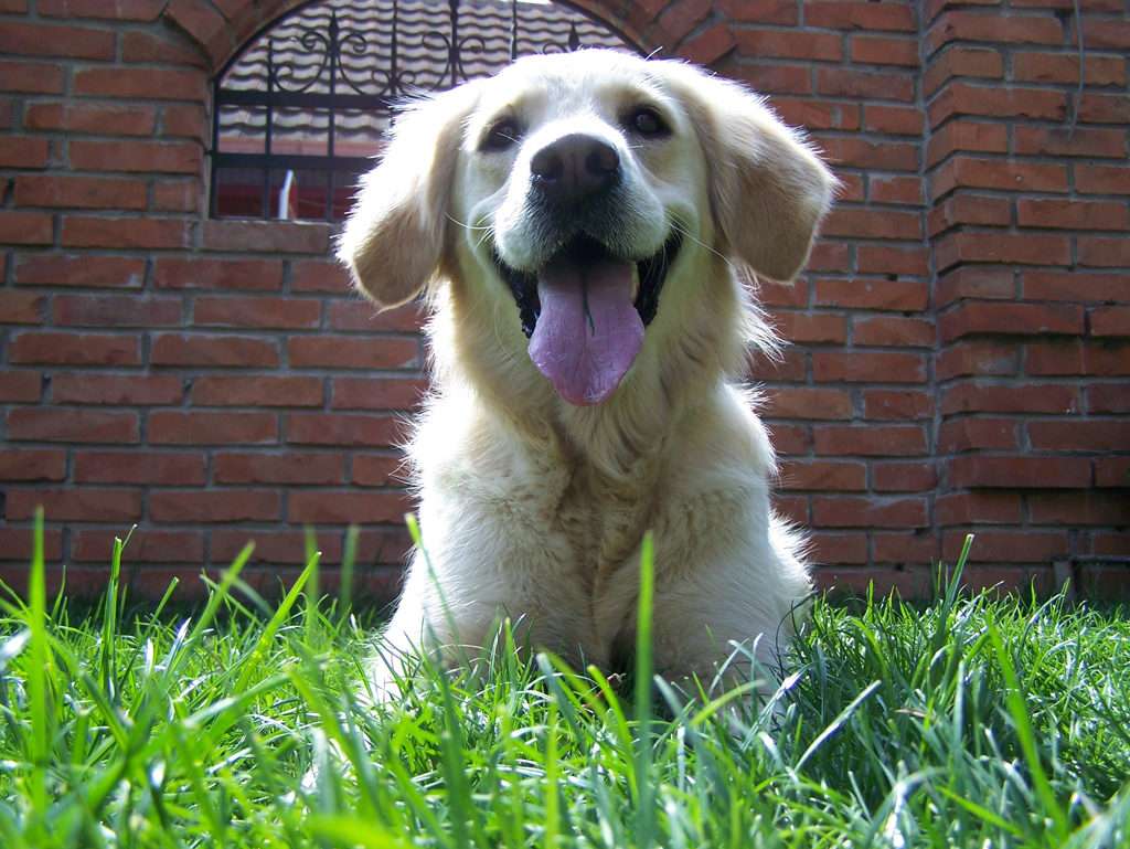 a funny dog on the grass