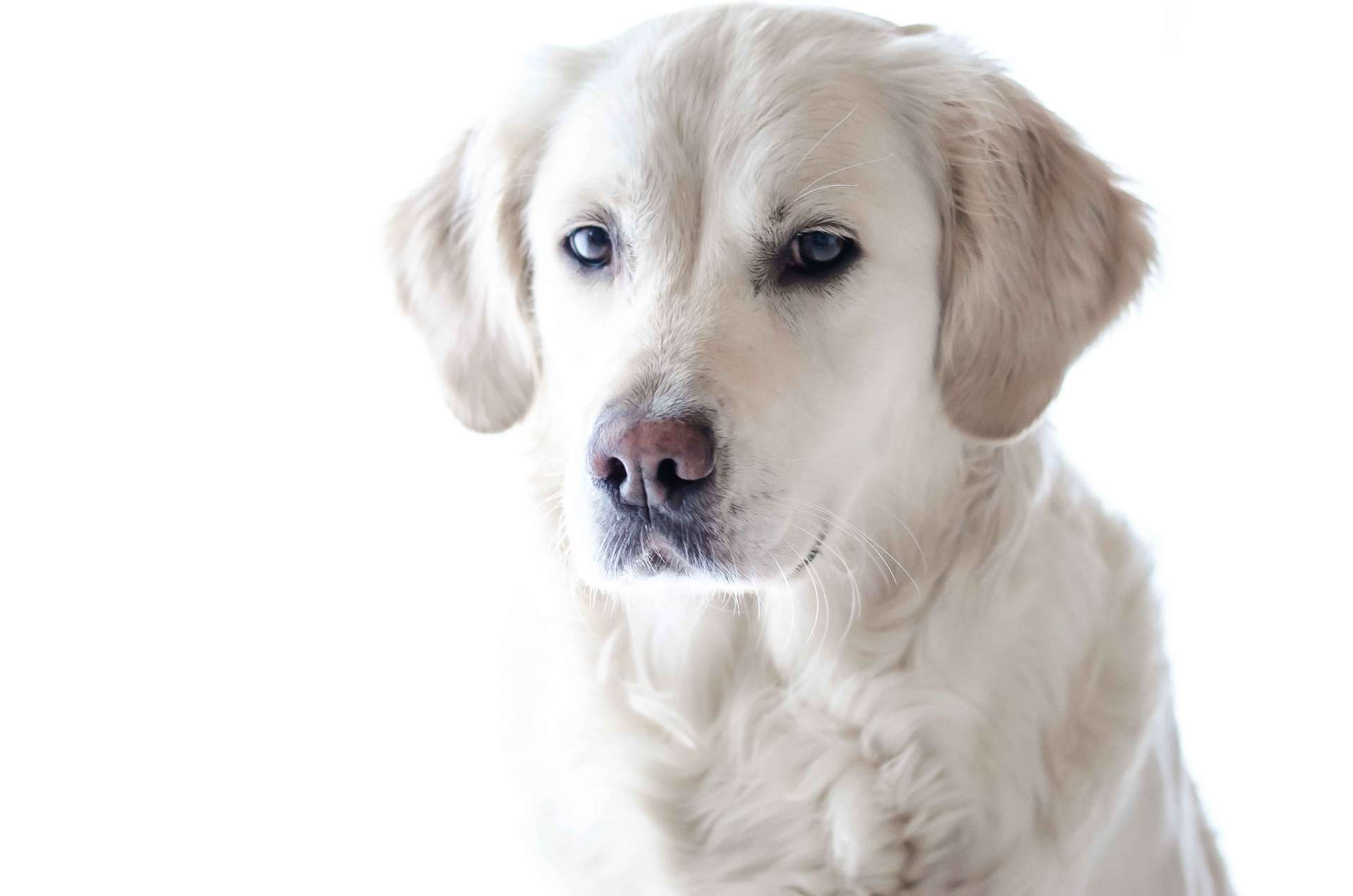 Labrador retrievers may be predisposed to having allergies, while poodles and terriers almost never get them.