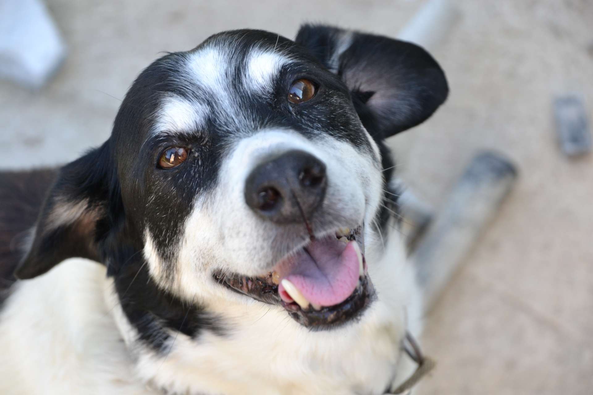 a happy dog