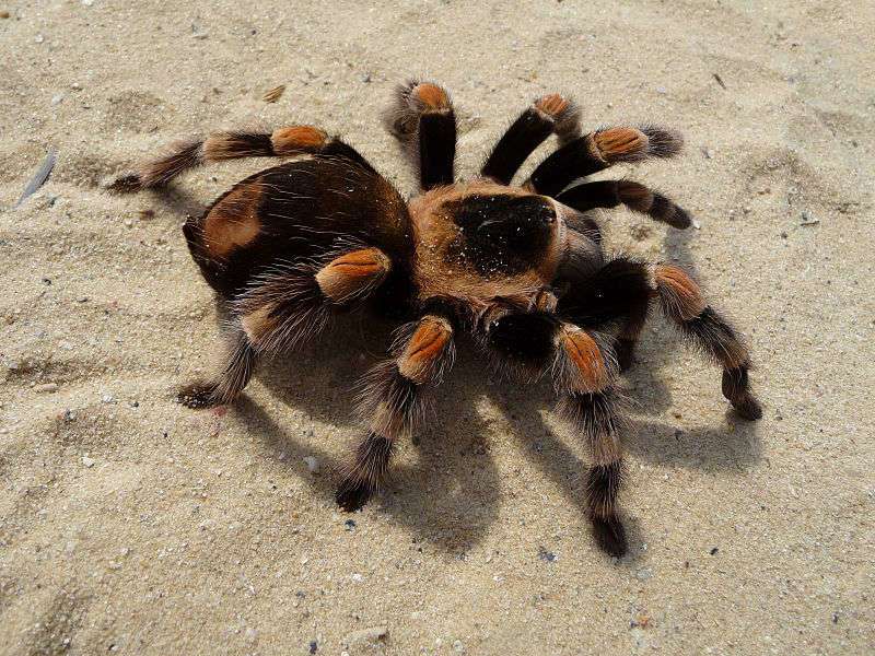 Mexican Red-kneed Tarantula, Mexican Red-kneed birdeater