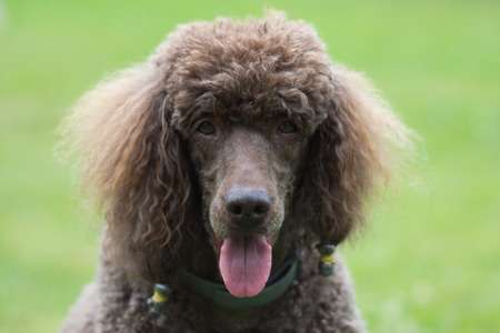do poodles lose their hearing?