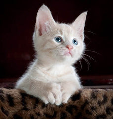 Do Pets Grieve the Loss Of Another Pet?