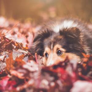 dogs in autumn