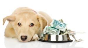 dog-expenses-and-expectations
