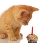 Cat Herders Day-national-cupcake-day