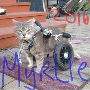 Myrtle-Specially-Abled Dogs and Cats
