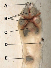 A) claw, B) digital pads, C) metacarpal pad, D) dew claw, E) carpal pad.