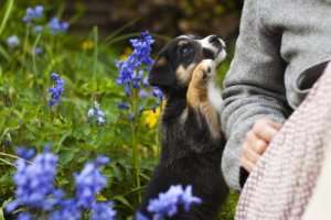 Poisonous Plants for Dogs