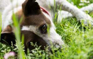 Poisonous Plants for Dogs