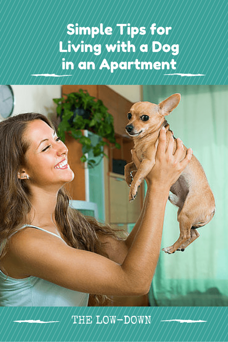 Apartment Living With Your Pup