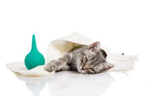 vet-organics-cat-first-aid-tips