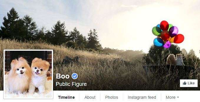 Boo has tons of Facebook fans.