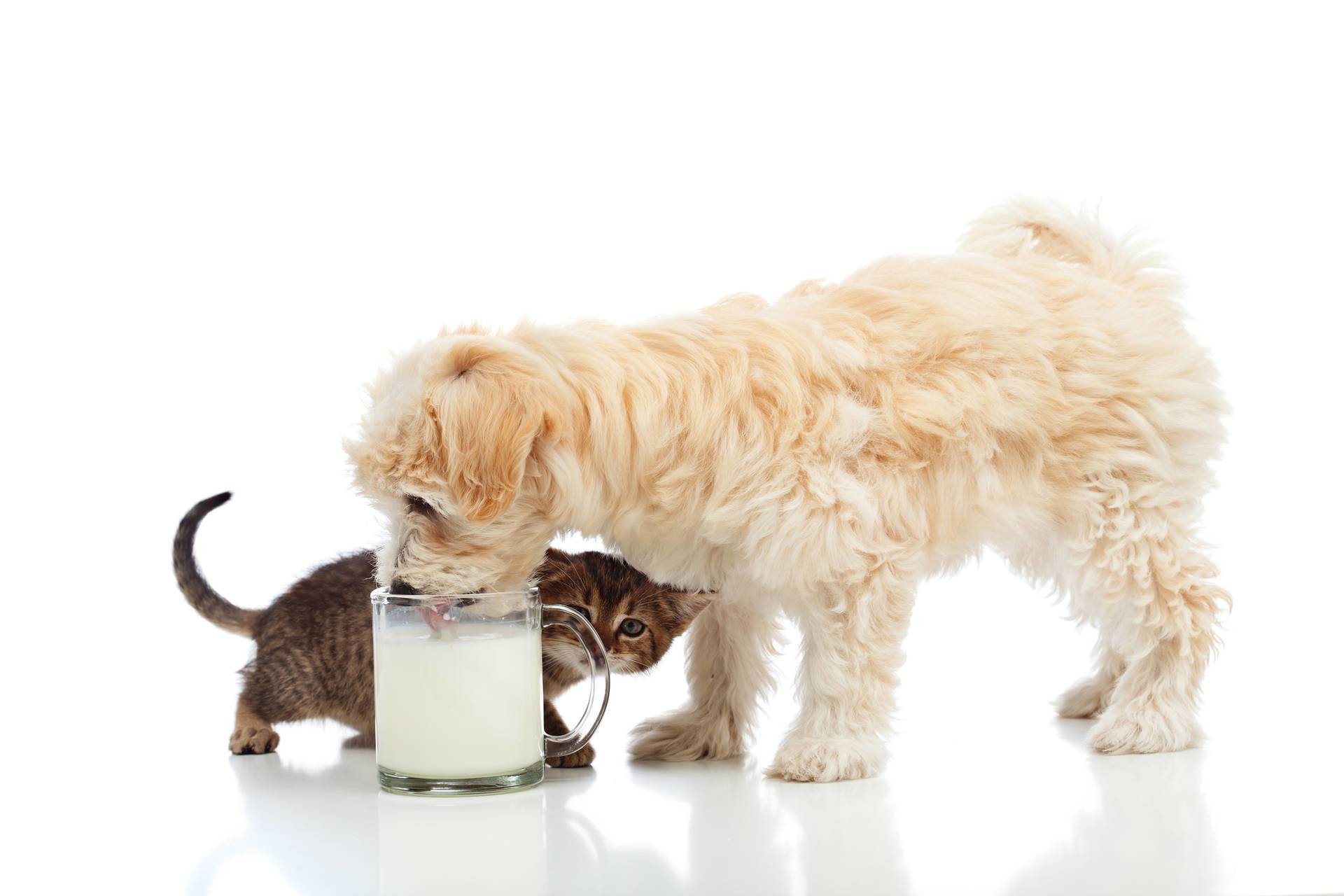 lactose-intolerance-in-dogs and cats Vet Organics