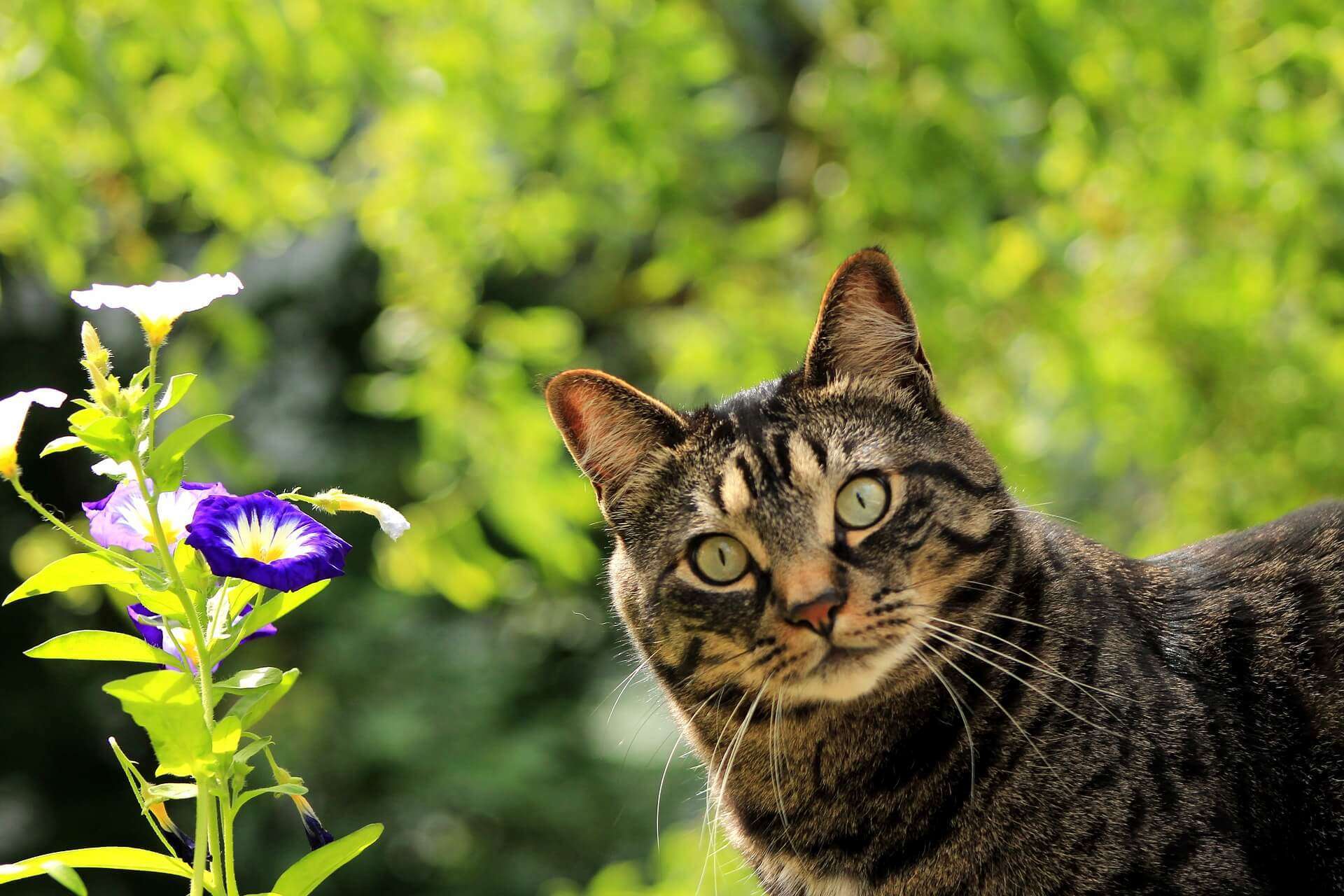 Poisonous Plants for Cats