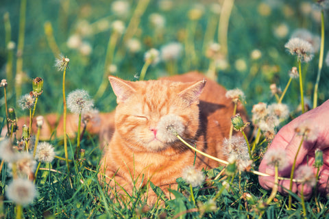 Orange Cats Of The World - Unite! For Ginger Cat Appreciation Day | Vet Organics