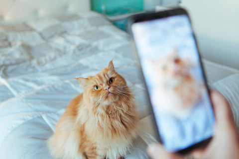 How To Take Perfect Insta-Worthy Pet Photos, Part Two | Vet Organics