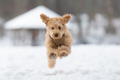 Winter Weather Safety Tips for Your Dog | Vet Organics