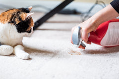 House-training Kittens: It’s Easier Than You Think | Vet Organics