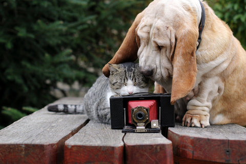 How To Take Perfect Insta-Worthy Pet Photos, Part Two | Vet Organics