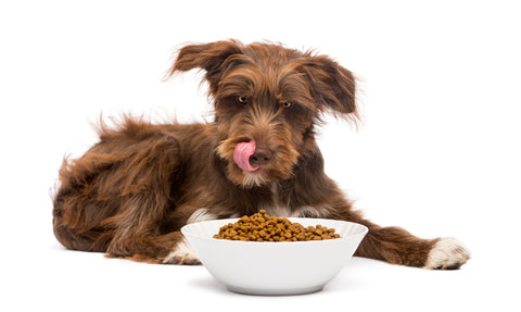 Transitioning Fido to New Food | Vet Organics