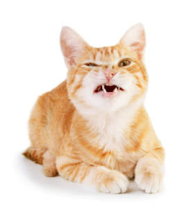 Cat’s Dental vet organics 