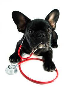 Common pet insurance myths