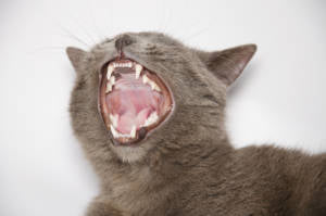 cats dental vet organics